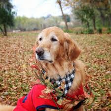 Get a boxer, husky, german shepherd, pug, and more on kijiji, canada's #1 local classifieds. Pets Stan Taylor