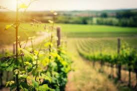 Domaine viticole haut de gamme entièrement restauré. Vente Vignoble Bordeaux Proprietes Viticoles A Bordeaux Bordeaux Sotheby S International Realty