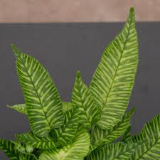 Image result for Coniogramme