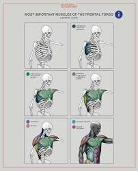 They lift and tilt head and lift or steady the shoulders. Anatomy For Sculptors These Are The Essential Muscles Of The Frontal Torso Later By Layer Saw Muscle Serratus Anterior Chest Muscle Pectoralis Major Broadest Back Muscle Latissimus Dorsi Trapezius Deltoid