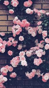 Aysun Soyut Cicek Resimleri Acilan Cicekler Arkaplan Tasarimlari