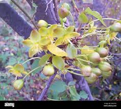 Image result for Ochna pretoriensis