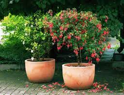 These miniature plants and flowers can be made in several dollhouse and model scales from 1:48 to 1:6 and are make realistic miniature spruce trees from lycopodium moss (prince's pine or erica moss). Patio Trees Best Potted Trees For Flower Fragrance And Patio