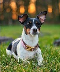 Dog names from space movies. 90 Female Jack Russell Terrier Names The Dogman In 2021 Jack Russell Terrier Jack Russell Dog Names