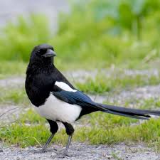 Bird With Big Feathers On Tail Black Billed Magpie Pet Birds Beautiful Birds Backyard Birds