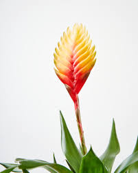 Indoor plants care,plant care,garden plants,aquatic plants,house plants,exotic plants,tropical plants,how to care plants and flowers, landscape plants. Bloomscape 10 Tropical Indoor Plants For Staycation Vibes