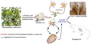 Image result for Myrianthus arboreus
