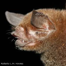 Image result for Pteronia mucronata