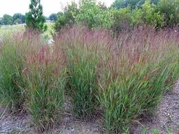 We'll continue to closely monitor this situation and keep you up to date with any changes. Panicum Hoffman Nursery Ornamental Grasses Plants Commercial Landscaping