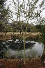 Image result for Acacia xanthophloea