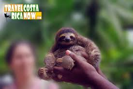 Baby Sloth Costa Rica Baby Sloth Sloth Sloth Life