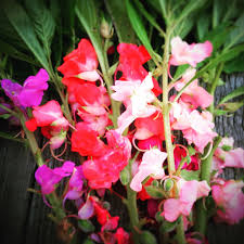 Browse 30,000+ health & wellness products. Balsam Seeds Impatiens Balsamina Heirloom Touch Me Not Seeds Mixed Colors Of Balsam Touch Me Not Flowers Camellia Flower Flower Seeds