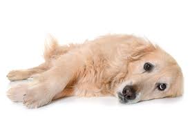 Tritt ein solcher gelenkverschleiß oder. Ratgeber Arthrose Bei Hunden Vtg Tiergesundheit