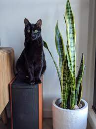 They contain saponins which are natural chemicals the plant produces to protect it from insects, microbes, and fungi. Would Repotting This Snake Plant Into A Larger Pot Help It To Grow Plus Cat Tax Indoorgarden