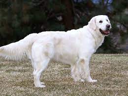 English Cream Golden Retriever Female Puppy Puppies Golden Retriever Puppies Seattle Spokane Bellevue Portland Golden Retriever Companion Dog Puppies