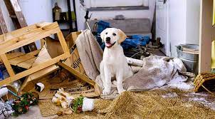 Published on fri, 28 mar 2014. Hunde Alleine Zu Hause 9 Tipps Zur Pravention Kleiner Desaster Almo Nature