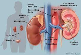 The right kidney hangs a little lower than the left, making it even more likely to cause lower back pain if it's infected, irritated, or inflamed. Kidney Pain Symptoms Treatment Location Causes Picture