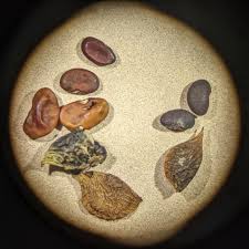 Image result for Crotalaria onobrychis