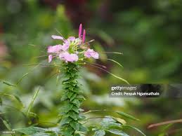 Image result for Cleomaceae