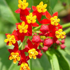 Asclepias Curassavica Scarlet Milkweed Plantas Borboleta Flores Bonitas Borboletas No Jardim