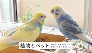 植物とペットvol 2 個性豊かな はぴちゃんとるいぱちちゃん Lovegreen ラブグリーン