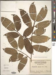 Image result for Anisophyllea quangensis