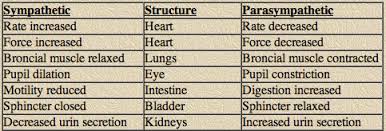 Peripheral Nervous System Minions United