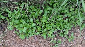 Image result for Alternanthera pungens