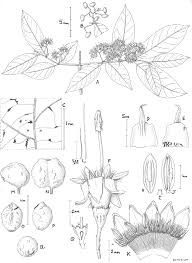 Image result for Rytigynia bridsoniae