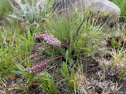 Image result for Ledebouria Unidentified sp. no5.