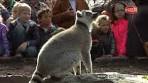 Aapjes kijken in Avifauna - YouTube