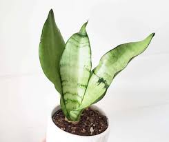 Maybe you would like to learn more about one of these? Sansevieria Trifasciata Moonshine Care Guide For Beginners
