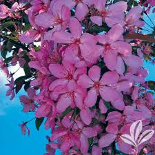 Download this free vector about tree with pink flowers, and discover more than 12 million professional graphic resources on freepik. Robinson Crabapple Texas Pecan Nursery