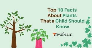 Check spelling or type a new query. Parts Of Plants For Kids Top 10 Facts About Plants Swiflearn