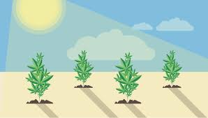 How to create darkness you'll want to confirm there is absolutely no light leaking into the grow room before you start the flowering cycle. What Light Cycle Is Best For Cannabis Grow Growdiaries