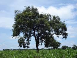 Image result for Cordyla