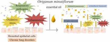 Image result for Ocimum minutiflorum