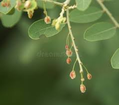 Image result for Phyllanthus reticulatus