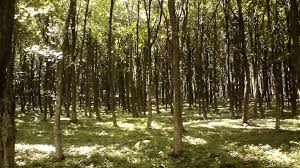 Pin By Allen Hahn On Australian Landscape Dappled Light Forest Light Light