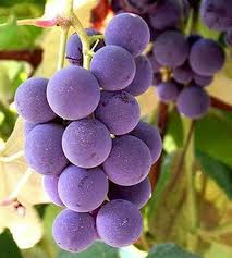 Amazing Grape Alimentos Roxos Uvas Verdes Beneficios Da Uva