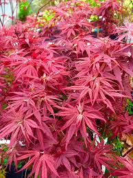 A more compact form growing to 24 feet high. Amazon Com Pixie Dwarf Japanese Maple 2 Year Live Tree Patio Lawn Garden