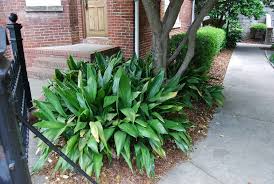 Image result for Aspidistra