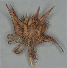 Image result for Hibiscus surattensis