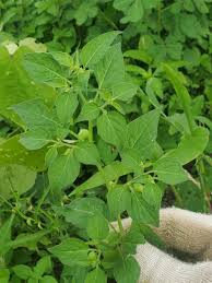 Image result for Physalis lagascae
