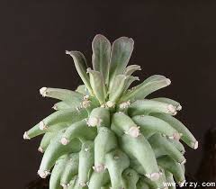 Image result for Monadenium pseudoracemosum