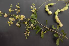 Image result for Pithecellobium dulce