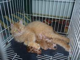 Menurut mbah prapto, makna dari mimpi melihat kucing bereanak artinya sebagai. Kucing Utara Bagaimana Kucing Bersalin