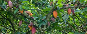 Sapodilla manilkara zapota rainforest alliance. Cocoa Tree Alimentarium