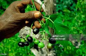 Image result for Ampelocissus