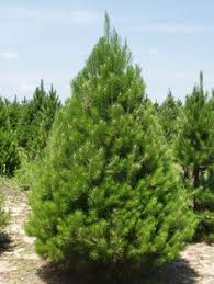 Immergrune Baume Differenzierung Nadelbaume Sichtschutz Baumeschnellwachsend Wikipedia Gartenbaume Immergrune Straucher Immergrune Pflanzen Gartenbaume